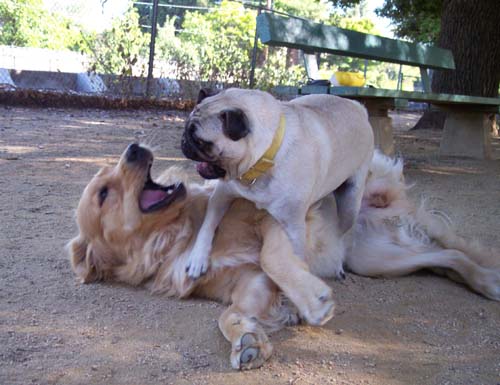 Sheba battling Daisy
