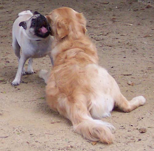 Daisy and Sheba face off