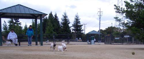 Sheba chasing a little dog