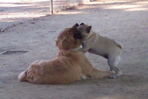Daisy and Sheba hugging