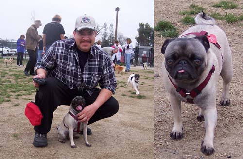 New Friend at the Pug Meetup