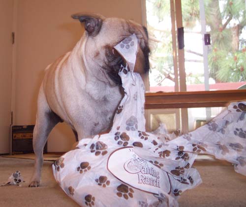 Sheba opening her gift