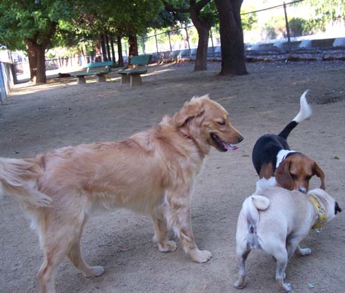 Daisy, Toby and Sheba