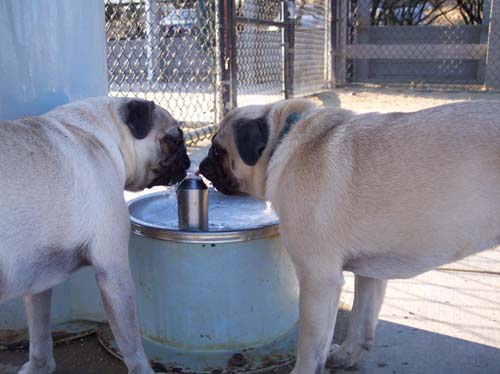 Roy and Sheba drinking water