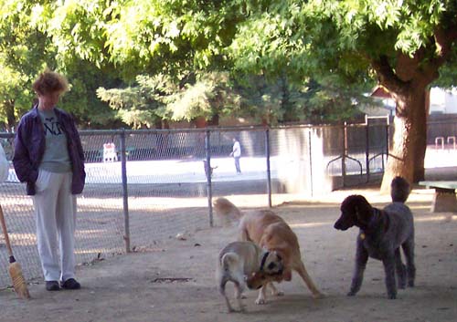 Camille watching Sheba and Daisy