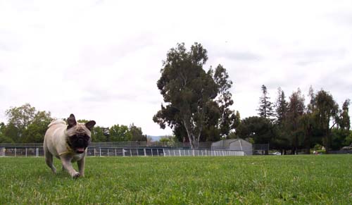 Sheba running to get Turkey, her favorite!