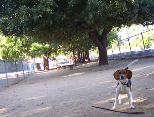 Toby with a welcome stick