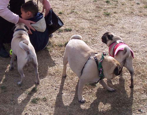 Lilo and Sheba and friends