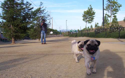 Roy and Sheba and KRW