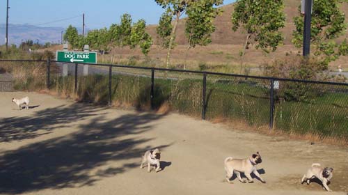 Pug Runs