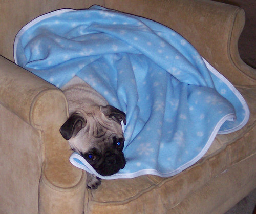 Sheba and her new blanket