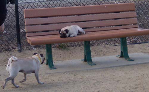 Roy resting on a bench