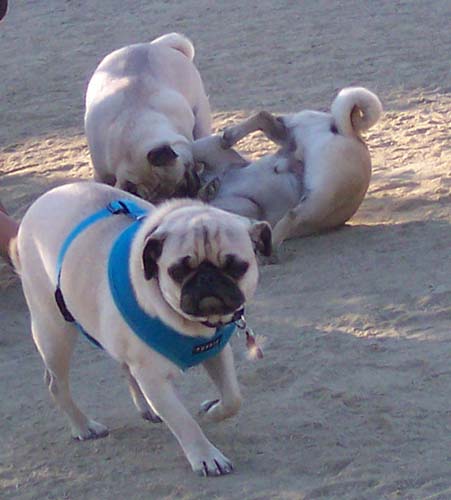 y and Sheba play, while Calypso walks b