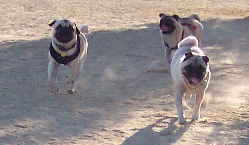 Here come the Pugs