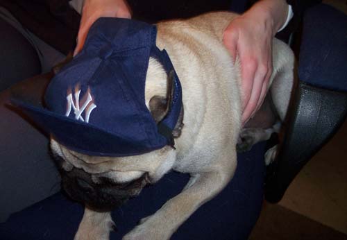 Getting used to my Yankee Hat