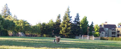 Sylvia and Sheba chasing