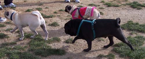 Lilo and Sheba and friend