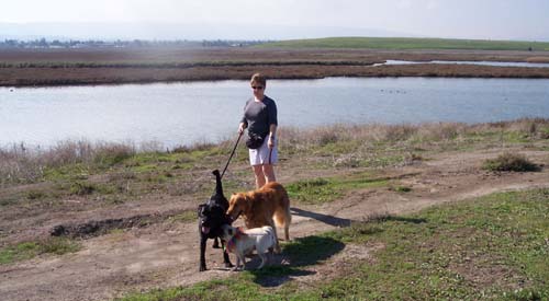 t-shirt and dog weather 