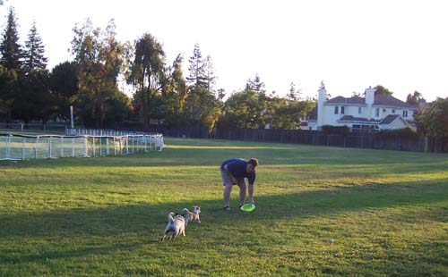 Kaya and Sheba chasing a Frisbee