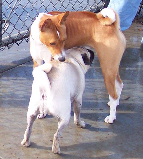 Meeting a new friend