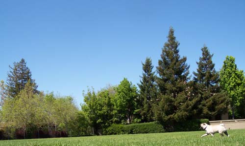 Sheba walking across the field