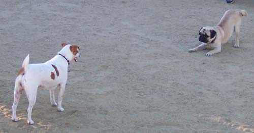 Sunday Night Pug Night