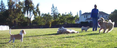 Sheba, Kaya and the gang