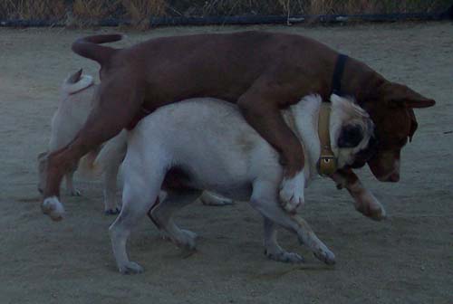 Sunday Night Pug Night