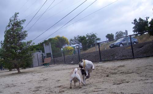 Roy and Sheba playing