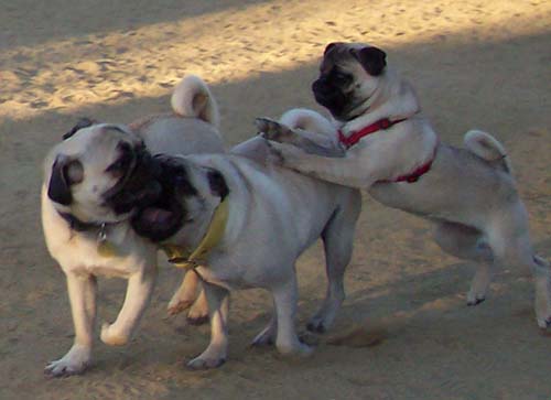Loki, Little Sierra and Sheba