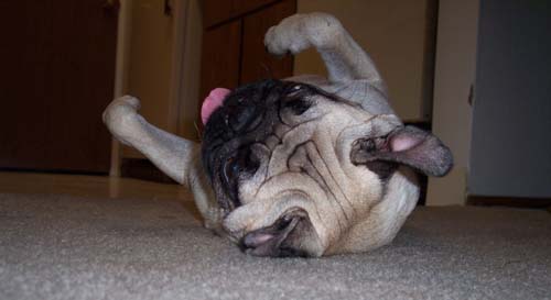 Sheba turning over onto her back