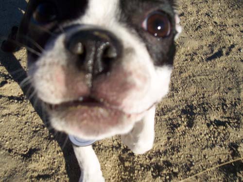 Sunday Night Pug Night