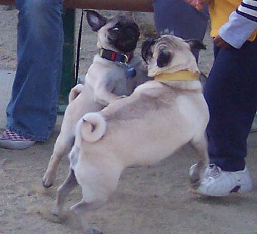 Sheba and Moe battling 2