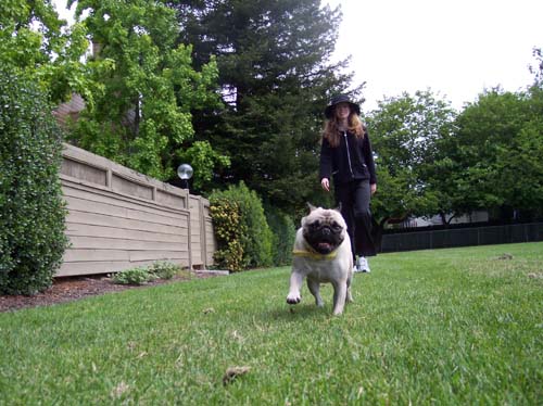 Sheba running to the camera