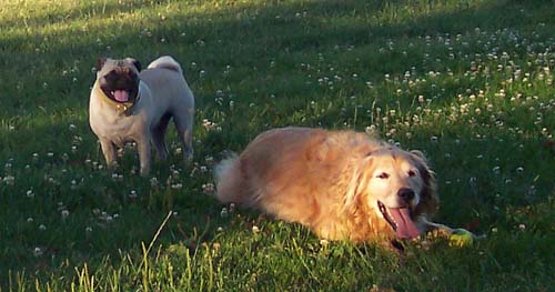 Sylvia and Sheba relaxing