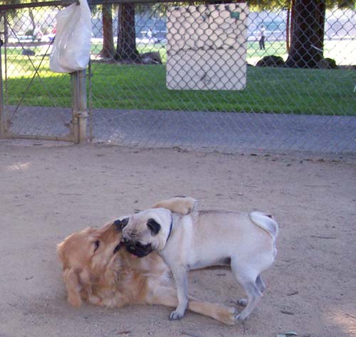 Sheba and Daisy playing