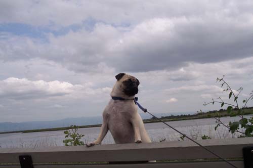 Sheba on a windy bench