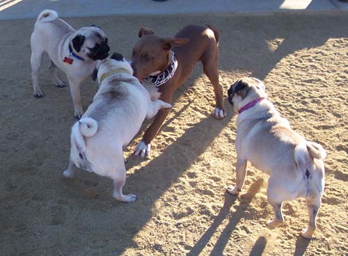 When Pugs Attack