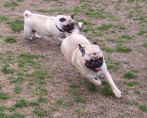 Pug Meetup Chasing