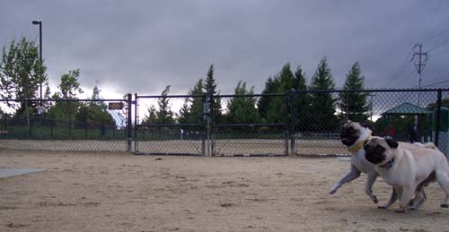 Sheba and Roy venture out into the park