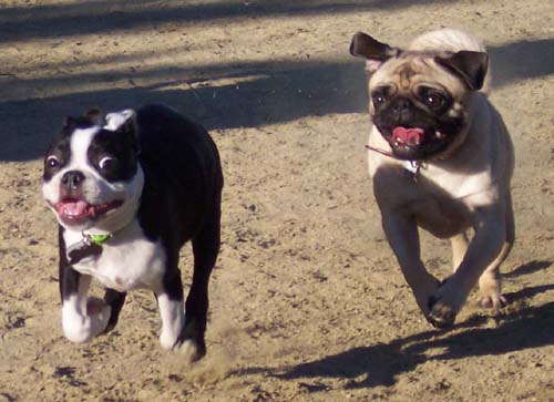 Sunday Night Pug Night