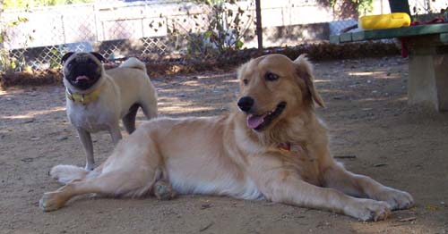 Sheba and Daisy posing for the camera
