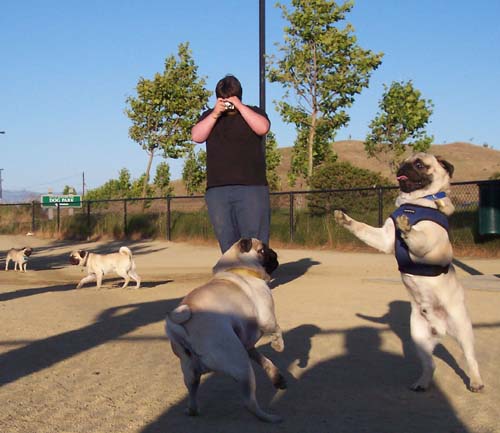 Nicky the Grizzly Bear