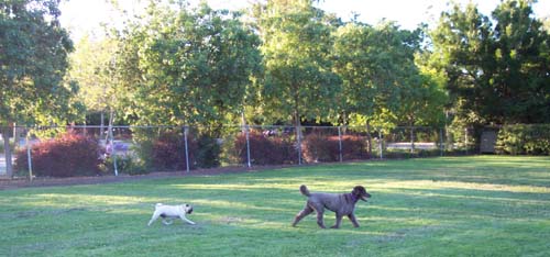 Camille and Sheba having fun