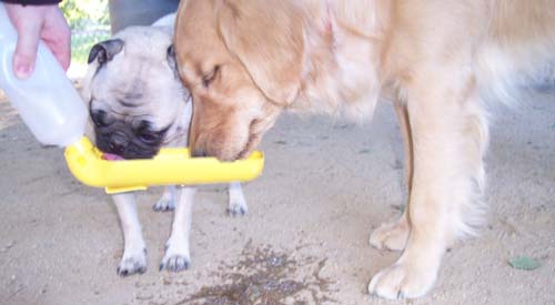 Sharing water to end the