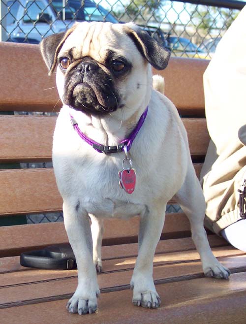 Calypso watching from the bench