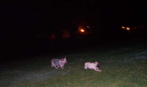 The Wolf chases Sheba