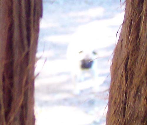 Mythical Pug Puppy up close