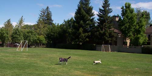Ayla and Sheba chasing fun