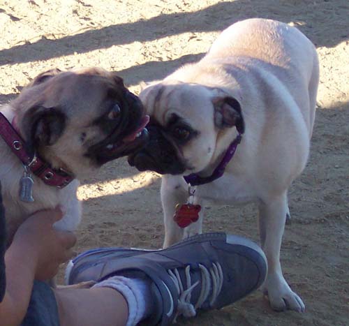 Sunday Night Pug Night